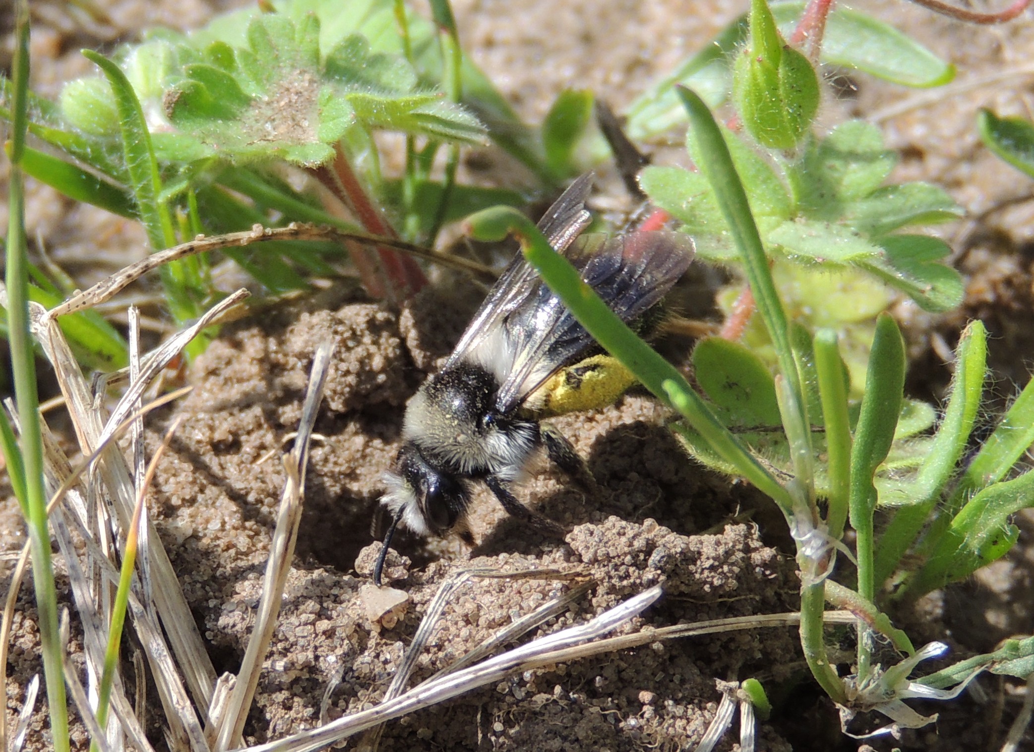 Andrènes, les abeilles des sables