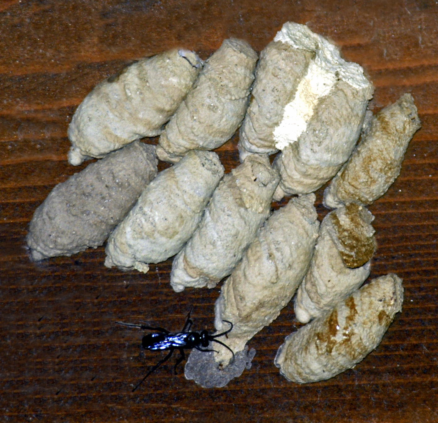 Guêpes maçonnes