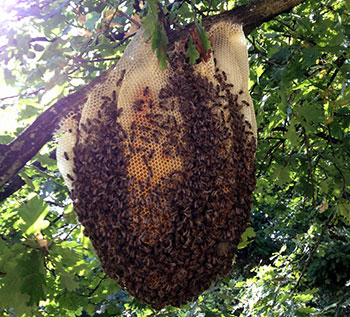Rayons d’abeilles observés avant intervention